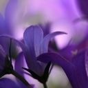 - - wallpaper preview