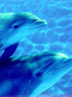 Indianapolis Zoo - Baby Dolphin