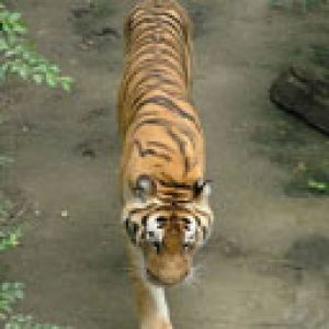 Beijing Zoo - Tiger