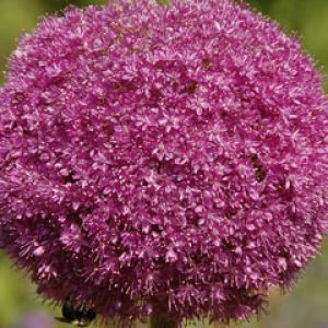 Allium Lucy Ball Pink Flower