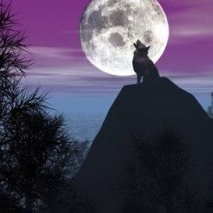 Wolf in Moon