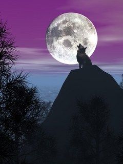 Wolf in Moon