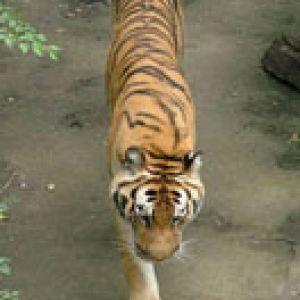 Tiger - Beijing Zoo