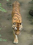 Tiger - Beijing Zoo