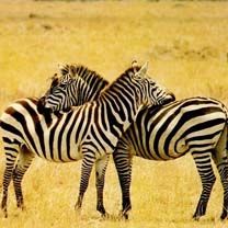 Zebra - wallpaper preview