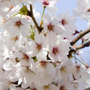 Prunus serrulata - Cherry