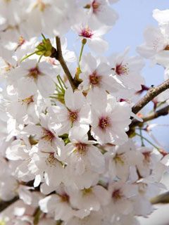 Prunus serrulata - Cherry