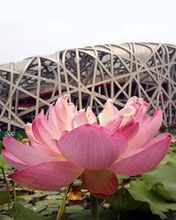 Beijing 2008 Olympic Station