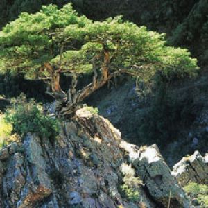 Kazakhstan - Juniperus semiglobasa