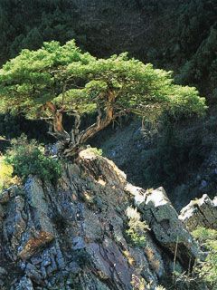 Kazakhstan - Juniperus semiglobasa
