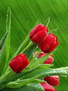Tulip - wallpaper preview