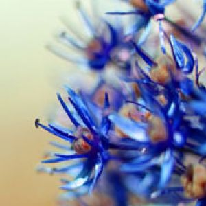 Blossom Ice Blue