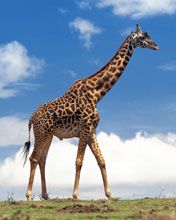 Giraffe - wallpaper preview