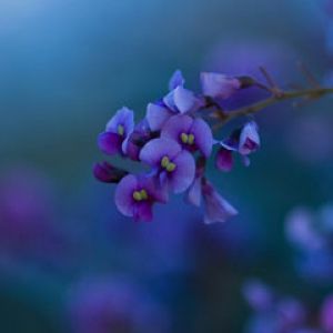 Native Lilac