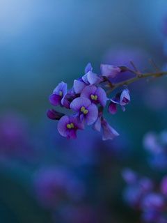Native Lilac - wallpaper preview