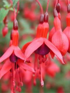 Fuchsia  - wallpaper preview
