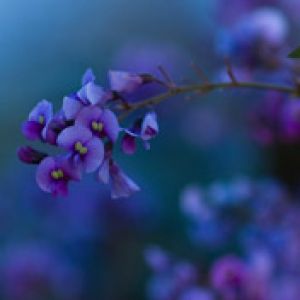 Native Lilac