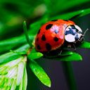 Ladybug  - wallpaper preview