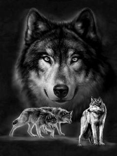Wolf - wallpaper preview