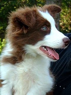 Border Collie - wallpaper preview
