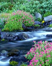 Paradise River - Mount Rainier National Park 