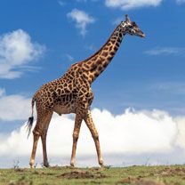 Giraffe - wallpaper preview