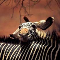 Zebra - wallpaper preview