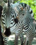 Zebra - wallpaper preview