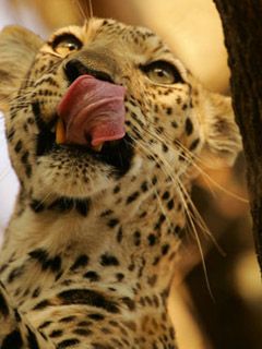 Leopard - wallpaper preview