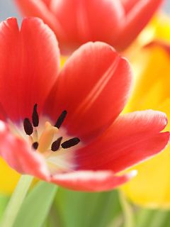 Tulip - wallpaper preview