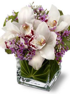 Orchids - wallpaper preview