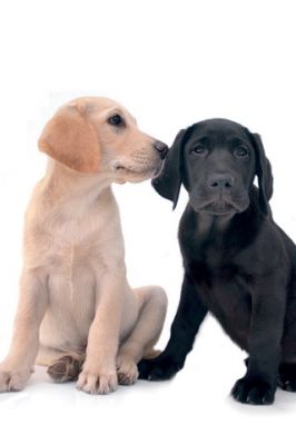 Labradors - wallpaper preview