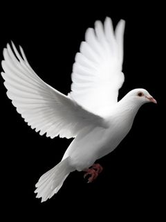 Dove - wallpaper preview