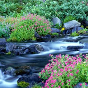 Paradise River - Mount Rainier National Park