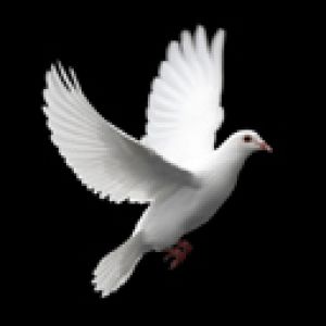 Dove
