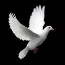 Dove - wallpaper preview