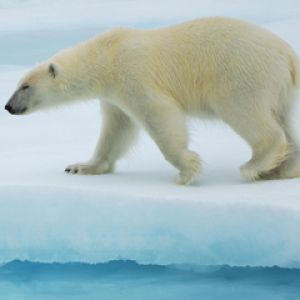 Polar Bear - Svalbard - Norwegian Arctic