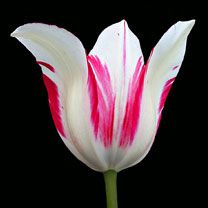 Tulip - wallpaper preview