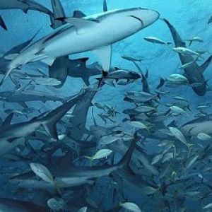 Bahamas Shark Eden