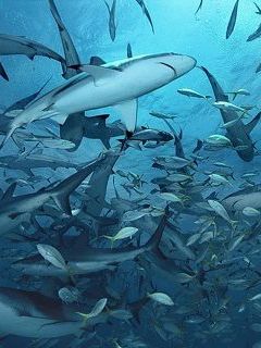 Bahamas Shark Eden