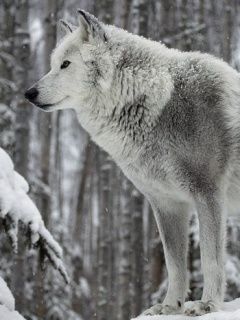 Vlk