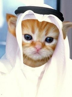 Arab Cat