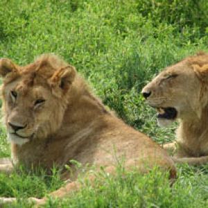 Lions - Serengeti
