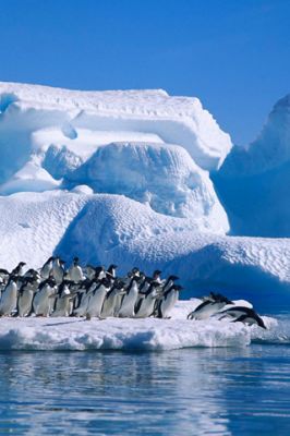 Pinguins - wallpaper preview