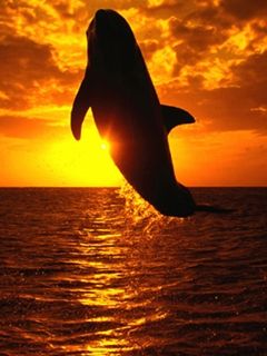 Dolphin at Sunset