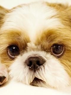 Cute Dog Close-Up - wallpaper preview