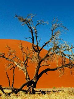 Desert Tree Landscape - wallpaper preview