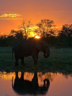 Elephant at Sunset - wallpaper preview