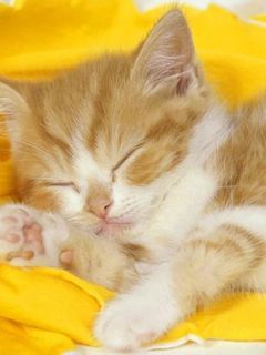 Cute Sleeping Kitten - wallpaper preview