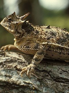 Horned Lizard Close-Up - wallpaper preview